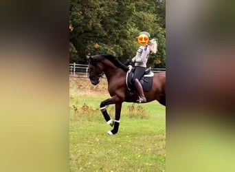 Andalusier, Wallach, 4 Jahre, 162 cm, Dunkelbrauner