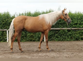 Andalusier, Wallach, 4 Jahre, 162 cm, Palomino