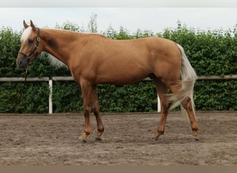 Andalusier, Wallach, 4 Jahre, 162 cm, Palomino