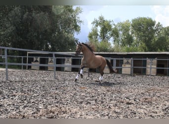 Andalusier Mix, Wallach, 4 Jahre, 162 cm, Roan-Bay