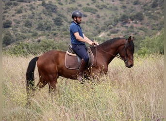Andalusier, Wallach, 4 Jahre, 163 cm, Brauner