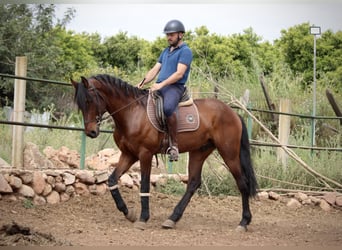 Andalusier, Wallach, 4 Jahre, 163 cm, Brauner