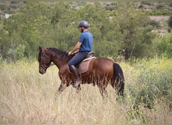 Andalusier, Wallach, 4 Jahre, 163 cm, Brauner