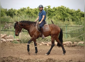 Andalusier, Wallach, 4 Jahre, 163 cm, Brauner