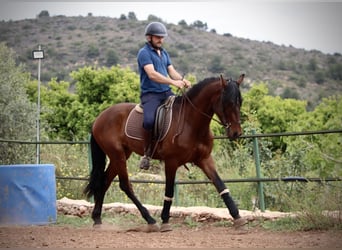 Andalusier, Wallach, 4 Jahre, 163 cm, Brauner