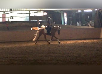 Andalusier, Wallach, 4 Jahre, 163 cm, Palomino