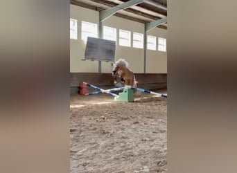 Andalusier, Wallach, 4 Jahre, 163 cm, Palomino
