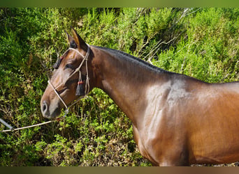Andalusier, Wallach, 4 Jahre, 163 cm, Rotbrauner