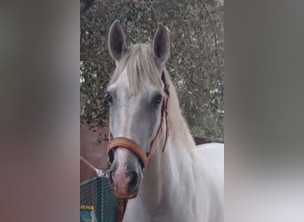 Andalusier, Wallach, 4 Jahre, 164 cm, Apfelschimmel