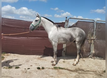 Andalusier, Wallach, 4 Jahre, 164 cm, Schimmel