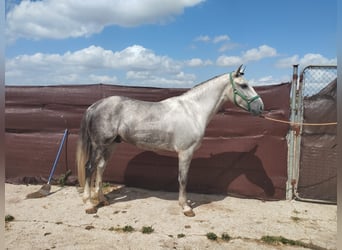 Andalusier, Wallach, 4 Jahre, 164 cm, Schimmel