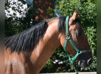 Andalusier, Wallach, 4 Jahre, 165 cm, Falbe