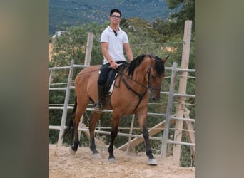 Andalusier, Wallach, 4 Jahre, 165 cm, Falbe