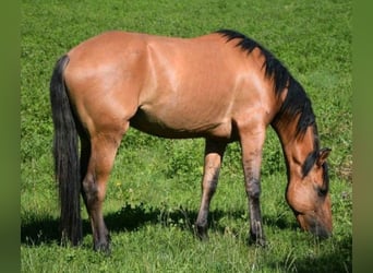 Andalusier, Wallach, 4 Jahre, 165 cm, Falbe