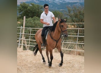 Andalusier, Wallach, 4 Jahre, 165 cm, Falbe