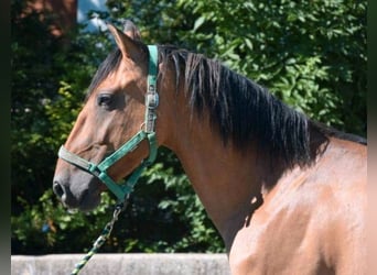 Andalusier, Wallach, 4 Jahre, 165 cm, Falbe