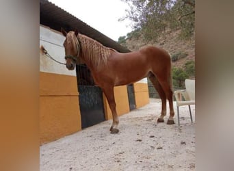 Andalusier, Wallach, 4 Jahre, 165 cm, Fuchs