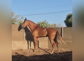 Andalusier, Wallach, 4 Jahre, 165 cm, Fuchs
