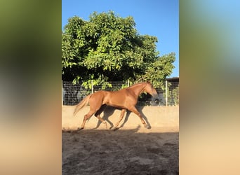 Andalusier, Wallach, 4 Jahre, 165 cm, Fuchs