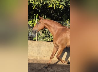 Andalusier, Wallach, 4 Jahre, 165 cm, Fuchs