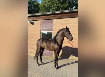 Andalusier, Wallach, 4 Jahre, 165 cm, Rappe