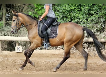 Andalusier, Wallach, 4 Jahre, 168 cm, Falbe