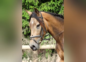 Andalusier, Wallach, 4 Jahre, 168 cm, Falbe