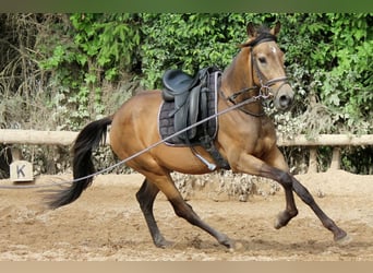 Andalusier, Wallach, 4 Jahre, 168 cm, Falbe