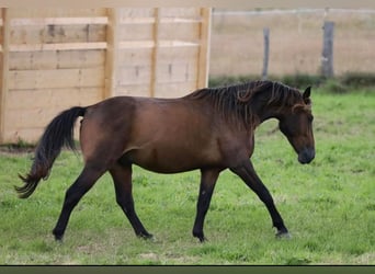Andalusier Mix, Wallach, 4 Jahre, Brauner