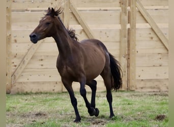 Andalusier Mix, Wallach, 4 Jahre, Brauner