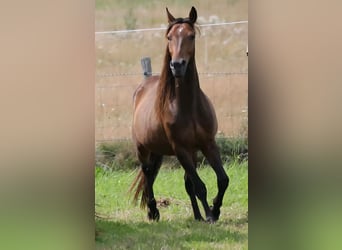 Andalusier Mix, Wallach, 4 Jahre, Brauner