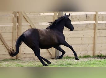 Andalusier Mix, Wallach, 4 Jahre, Dunkelbrauner