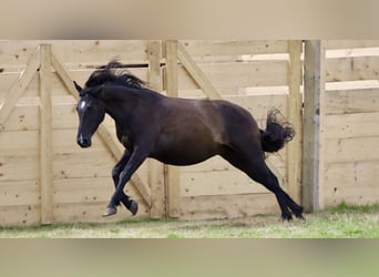 Andalusier Mix, Wallach, 4 Jahre, Dunkelbrauner