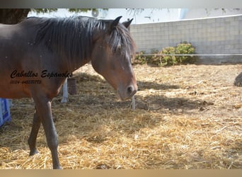 Andalusier, Wallach, 4 Jahre