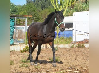 Andalusier, Wallach, 4 Jahre