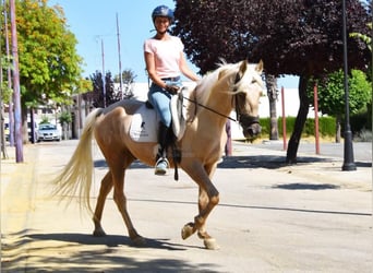 Andalusier Mix, Wallach, 4 Jahre, Palomino