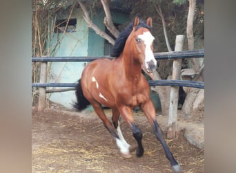 Andalusier Mix, Wallach, 5 Jahre, 145 cm, Schecke