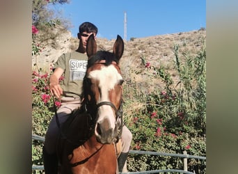 Andalusier Mix, Wallach, 5 Jahre, 145 cm, Schecke