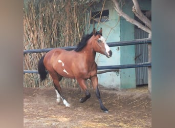 Andalusier Mix, Wallach, 5 Jahre, 145 cm, Schecke