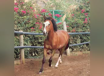 Andalusier Mix, Wallach, 5 Jahre, 145 cm, Schecke