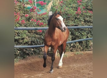 Andalusier Mix, Wallach, 5 Jahre, 145 cm, Schecke