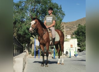 Andalusier Mix, Wallach, 5 Jahre, 145 cm, Schecke