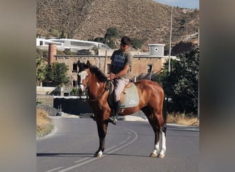 Andalusier Mix, Wallach, 5 Jahre, 145 cm, Schecke