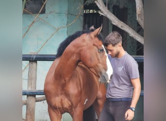 Andalusier Mix, Wallach, 5 Jahre, 145 cm, Schecke