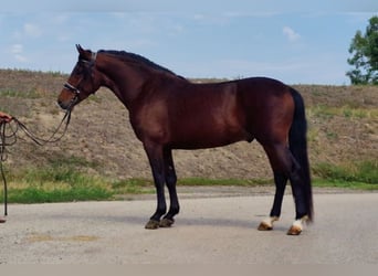 Andalusier Mix, Wallach, 5 Jahre, 147 cm, Brauner
