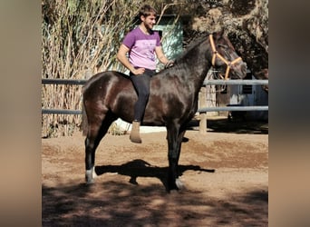 Andalusier, Wallach, 5 Jahre, 147 cm, Rappe