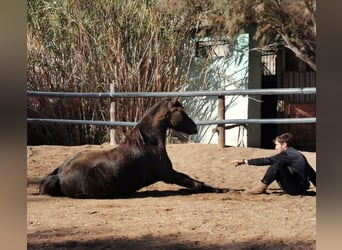 Andalusier, Wallach, 5 Jahre, 147 cm, Rappe