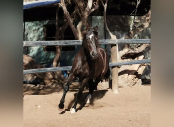 Andalusier, Wallach, 5 Jahre, 147 cm, Rappe