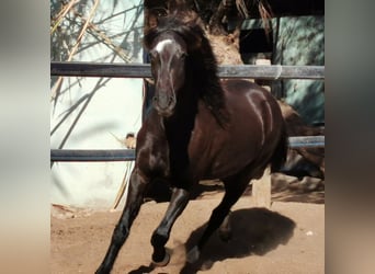 Andalusier, Wallach, 5 Jahre, 147 cm, Rappe