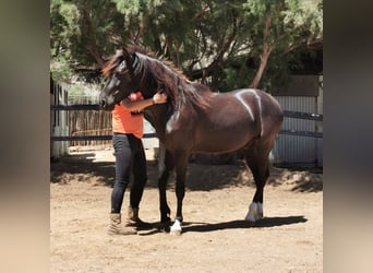 Andalusier, Wallach, 5 Jahre, 147 cm, Rappe